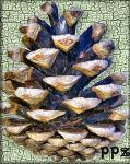 Austrian Black Pine Cones