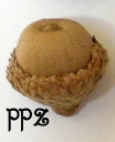 Buy Acorns - Black Oak Acorns for Sale
