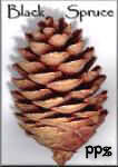Black Spruce Pine Cones for Crafters