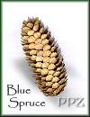 Colorado Blue Spruce at Pinecones & Podz
