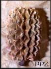 Casuarina Pods casuarina cones