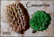 Casuarina Pods - Gold Casuarina Pods
