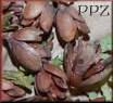 Eastern White Cedar Cones