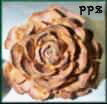 Cedar Roses - Cedar Rose Cones for Crafts