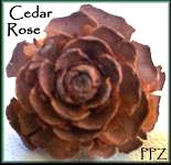Cedar Roses - PPZ
