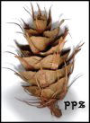 Douglas Fir Pinecone at PineConeShop.com