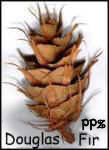 Douglas Fir Pine Cones