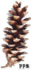 White Pinecones - Eastern White Pine Cones for Wreaths and Crafts
