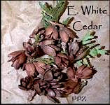 Eastern White Cedar Cones - PPZ