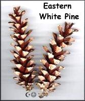 Eastern White Pine Cones