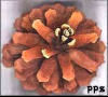 craft pinecones