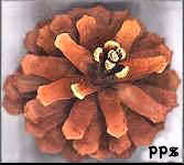 Fancy Pitch Pine Cone