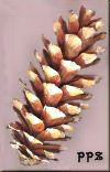 Himalayan Pinecones - Large Long Pinecones for Decorating