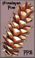 Himalayan Pine Cones Giant White pinecones for sale
