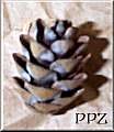 Eastern Hemlock Cones