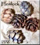 Hemlock Cones - Hemlock Pinecones for Crafts