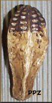 Mahogany Pod