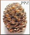 Meridianum Cone - PPZ