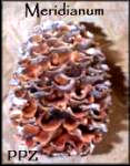 Meridianum Cones for Wreaths and Crafting