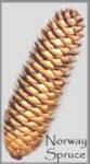 Norway Spruce Cones