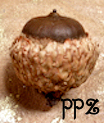Acorns - Overcup Oak Acorns