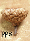 Acorn Caps - Overcup Oak Acorn Caps - Deep Acorn Cups
