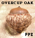 Acorns - Overcup Oak Acorns for Crafts