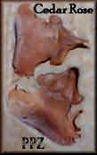 Cedar Rose Petals