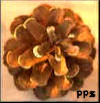 pitch pinecones