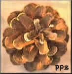 Pitch Pine Cones