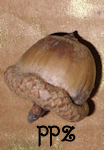 Acorns - Northern Red Oak Acorn