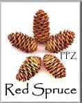 Red Spruce Cones at Pinecones & Podz