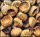 Scaled Acorn Caps