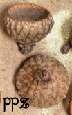 Acorn Caps - Scarlet Oak and Black Oak Acorn Caps - Cups