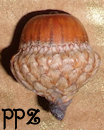 Acorns - Scarlet Oak Acorn