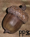Buy Acorns - Shumard Oak Acorns for sale