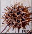 Sweetgum Pods - Sweet gum balls