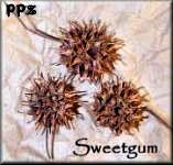 Sweetgum Pods - Sweetgum Balls - Sweet Gum Pods for Crafts