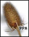 Teasel Pod