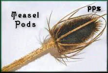 Teasel Pods - High Quality Teasel for Floral Arrangements and Crafts