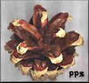 Scotch Scots pine cones