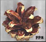 Scotch Pine Cones