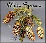 White Spruce Cones for Craft Projects