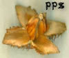  Beech Bur Pods for Crafts at PineConeShop.com