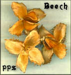 American Beech Bur