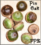 Acorns - Pin Oak Acorns for Potpourri and Crafts