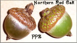 Red Oak Acorns - Northern Red Oak Acorns for Crafts