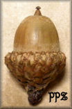 Acorns - Scarlet Oak Acorn - Small Size