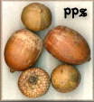 Acorns - Mixed Acorns