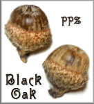 Acorns - Black Oak Acorns for Crafts